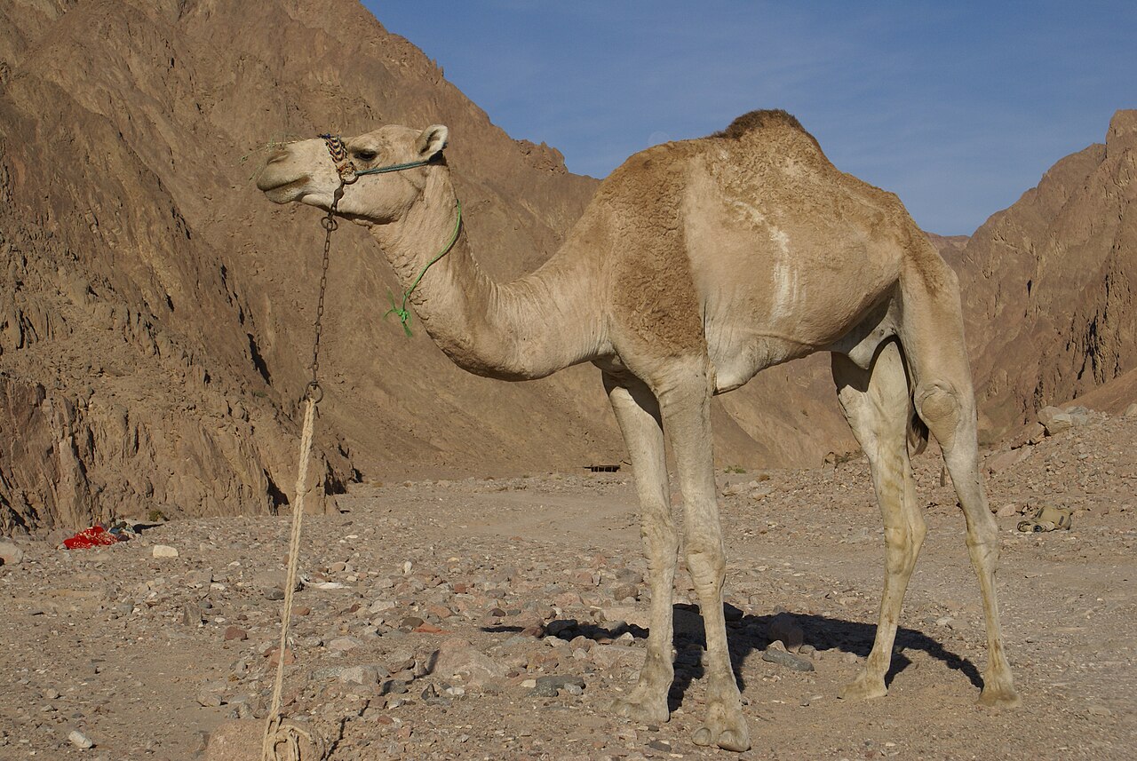 Rajasthan High Court Notes Alarming Decline in Camel Population